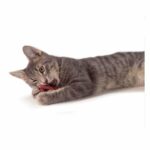 Petstages Catnip Plaque Pretzel - Image 2