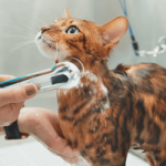 Productos de aseo para gatos