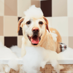 Productos de Aseo para perros