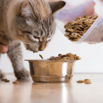 Concentrado y alimento seco para gato