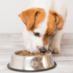 Concentrado y alimento seco para perros