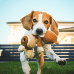 Juguetes para Perros