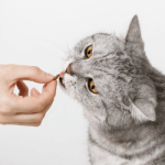 Snacks y galletas para gatos